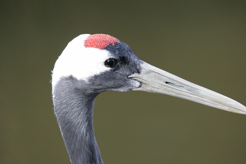 Fotoclubje Blijdorp 2008-123.jpg